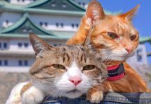 Du lịch Nhật Bản ghé qua đảo mèo Aoshima có gì hấp dẫn?